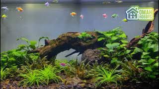 GloFish in Aquascape Natural Setup Aquarium Large 90cm