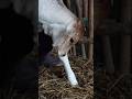 #babycow #babyvideo #cowbaby #indiancow #petlover #petanimal #animalsvideo #cowvideos #cowfarm#short