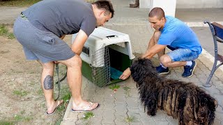 When We Tricked Dogs To Rescue | Top 3 Rescue Videos