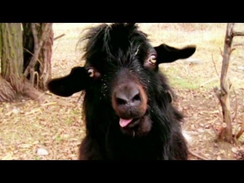 'this-goat-will-haunt-your-dreams'