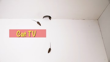 Cat TV ~ Mice in The Jerry Mouse Hole 🐭 Videos for Cats