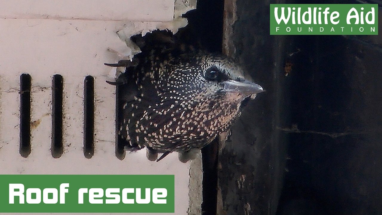 wildlife sos facebook Houdini starling saved from a rooftop