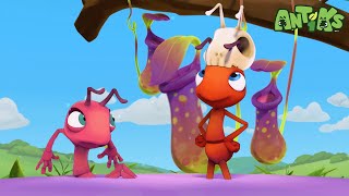 The Big Pitcher | 😄🐜| Antiks Adventures - Joey and Boo's Playtime by Antiks Adventures - Joey and Boo's Playtime 5,861 views 1 month ago 2 minutes, 14 seconds