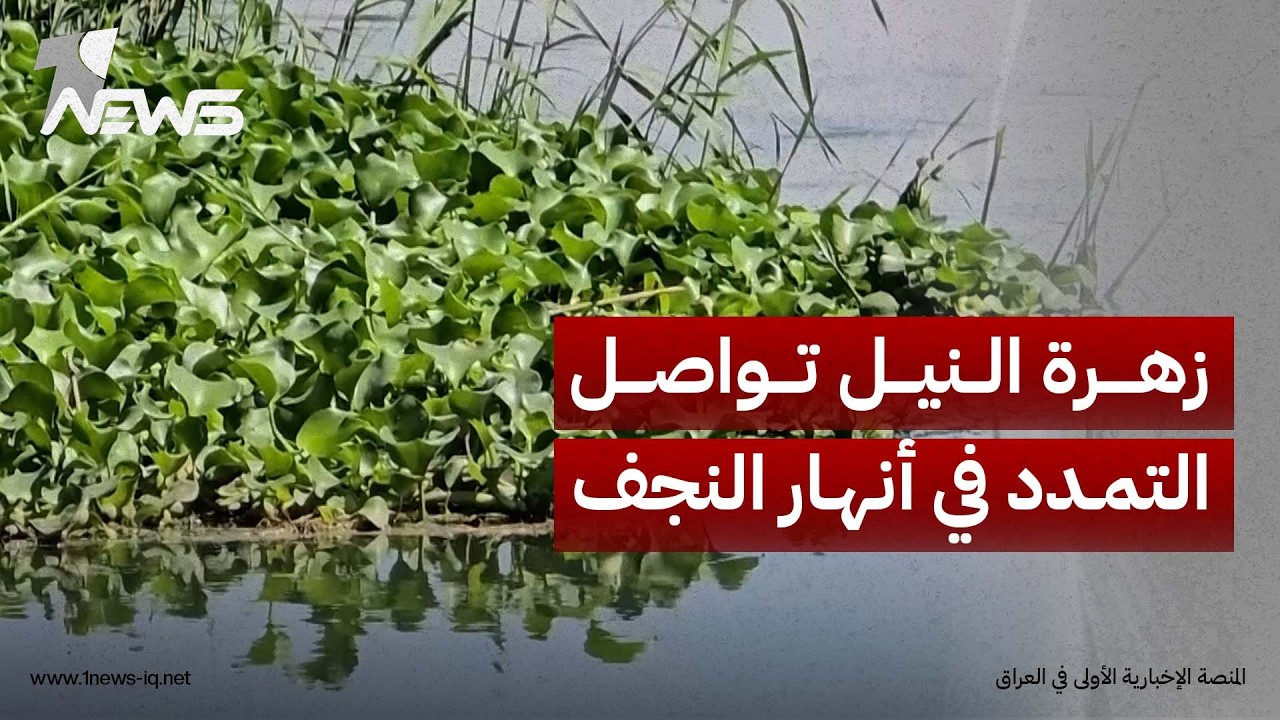 زهرة النيل تواصل التمدد في أنهار النجف وحملات الجهات المعنية تعجز عن حصرها | تقرير: محمد الغالبي