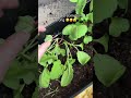 You won’t learn if you don’t fail…. I guess 🫠🤭. #becomeepic #funny #gardening #fail #hobby #mom