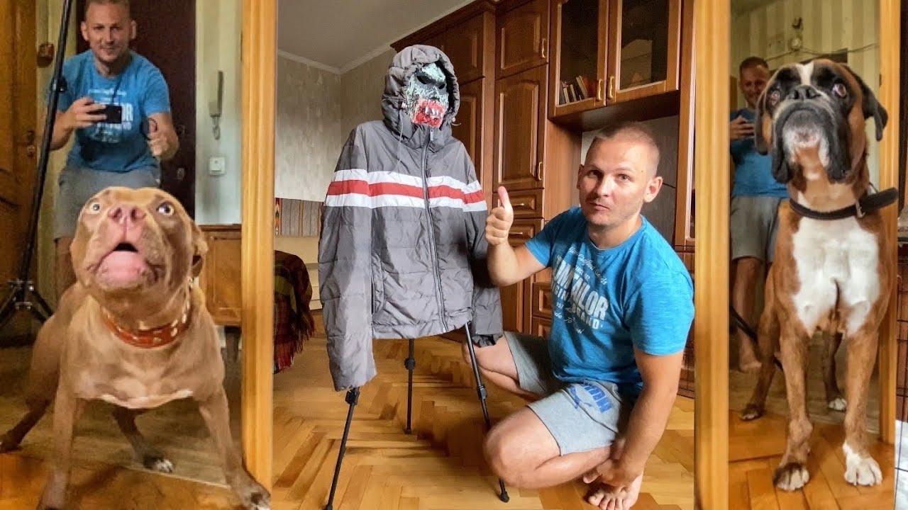 Боксер тайсон и питбуль джина. Собака боксер Тайсон. Питбуль Джина и боксер Тайсон. Немецкий боксер Тайсон и питбуль Джина