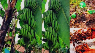 Very easy Planting bananas to bear fruit quickly