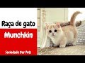 Raça de gato munchkin - Sociedade Dos Pets