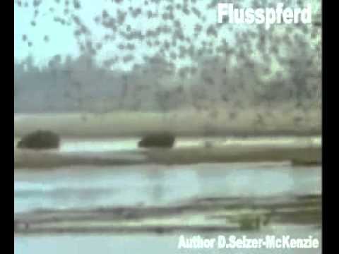 Flusspferd Nilpferd Tiere Animals Natur SelMcKenzie Selzer-McKenzie