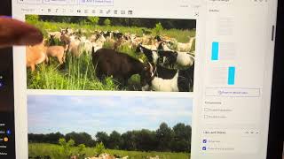 Flock of Kiko/Pygmy Cross Goats: Rotational Pasture and Brush Management in North Missouri
