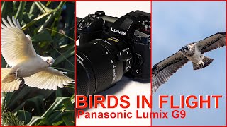 BIRDS IN FLIGHT on the Panasonic Lumix G9: Two great new photo opportunities.