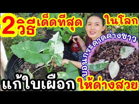 2 วิธี แก้ปัญหาบอนกระดาดด่างขาว ใบเผือก ให้กลับมาด่างสวย โตไว ใบแข็งแรง เด็ดที่สุดในโลก