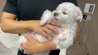 Here's what happens to a spoiled Maltese. by マルチーズのナナ 76,176 views 3 weeks ago 4 minutes, 35 seconds