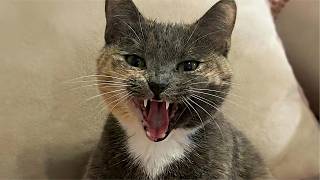 Funny Cat Videos 😹 Cutest Cat Reactions 2026 screenshot 4