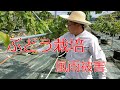 葡萄栽培【一年目樹の上手な育て方　No.6】強風（台風）への準備と通過後の被害を手当していく。シャインマスカット・ナガノパープル等、ぶどう一年樹を上手に育てる基礎技術を、分かりやすく解説(#48)