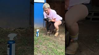 Memorial Day morning farm vlog🤪