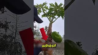 Il A Trouvé Comment Produire Plus De Papayes