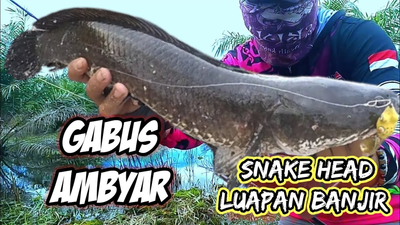 Casting gabus ambyar.. Ada tulang ikan di dalam mulut gabus ini 