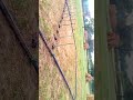 Village badminton match 🔥🤞🏻 #badminton #badmintonlovers #howtoplaybadminton #badmintonrules