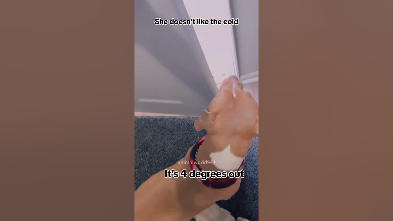 Dogs don’t like cold weather 🤣🤣 #funny #doglovers #dog #cutedoglover