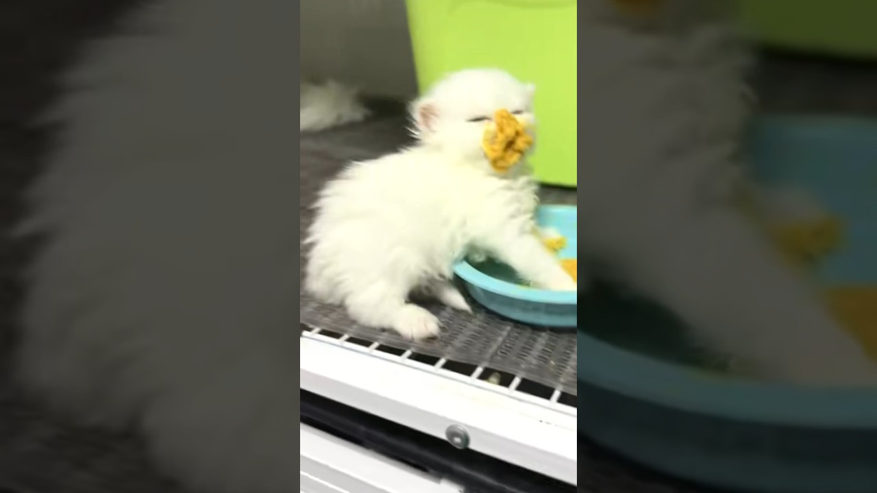Kitten Ends Up Covered in Food After Eating From Bowl