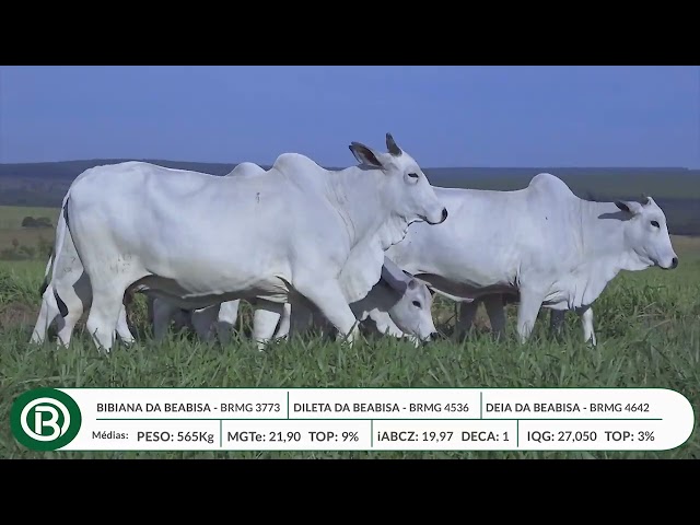 Lote 24   Leilão Beabisa – Matrizes Top Genética – 10ª Edição