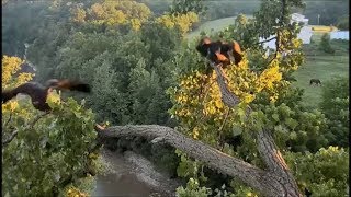 Decorah Eagles- Eaglets Early Morning Dash For Fish