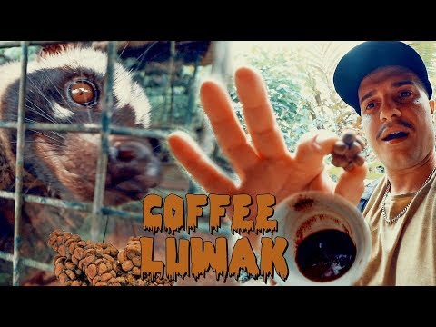 Video: Come Si Fa Il Caffè Kopi Luwak