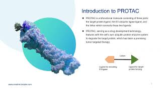 PROTAC Technology in Tumor Targeted Therapy - Creative Biolabs