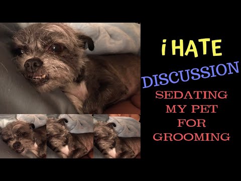 Question What Is The Best Sedative For Dogs Seniorcare2share
