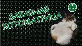 ***Забавная котоматрица*** ***Забавная котоматрица***