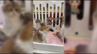 Fluffy Kittens' Playtime: A Pet Market Delight!