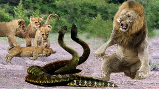 Lions Vs King Cobra Fight To Death - Lion Cubs Escaped From Snake Hunting And Returned With Mother