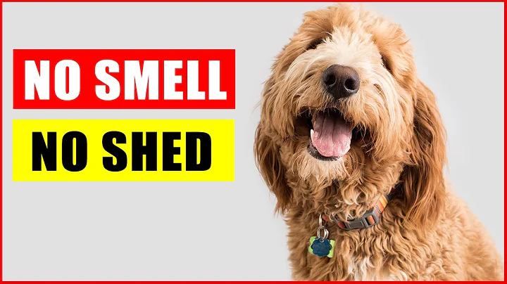 Top 14 Dog Breeds That Don't Shed or Smell - DayDayNews