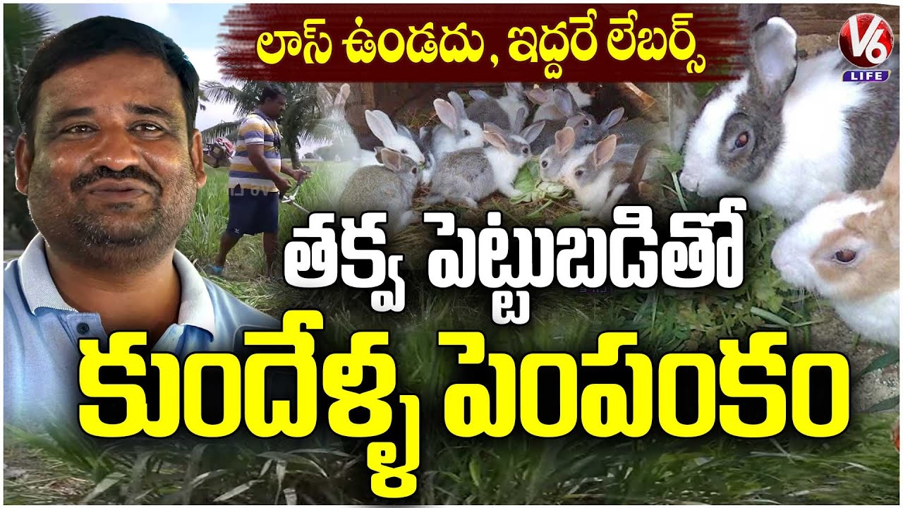 Rabbit Farming Full Guide : Investment, Care, Marketing & Profits | Koheda Farmer Story | V6 Life