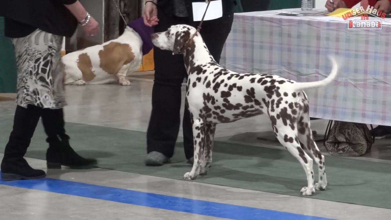 unsere erste Dog Show in Kanada Unser Haus in Kanada 57 YouTube