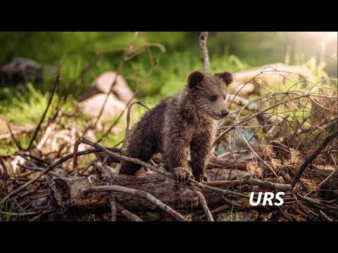 Video: Blackthorn (21 De Fotografii): Descriere De Padure și Fructele De Pădure Ale Sale. Care Este Diferența Dintre Pruna Spinoasă și Pruna Obișnuită? Soiuri De Plante, Plantarea și îngr