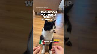 ‘Psychic’ cat accurately predicts World Cup