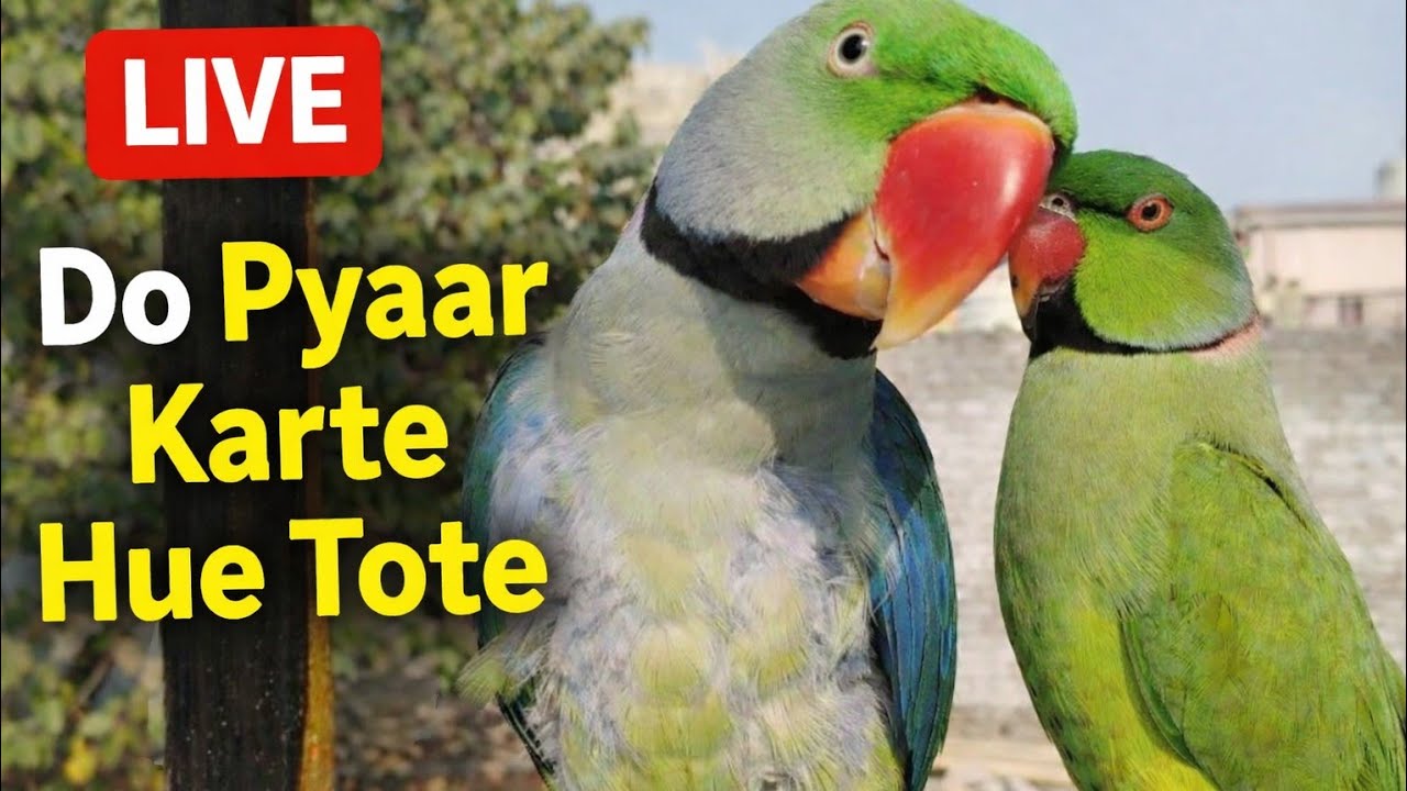 🦜❤️ Do Pyaar Karte Hue Tote | Live
