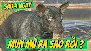 Tình Trạng Của Mun Mù Sau 4 Ngày Trụi Lông