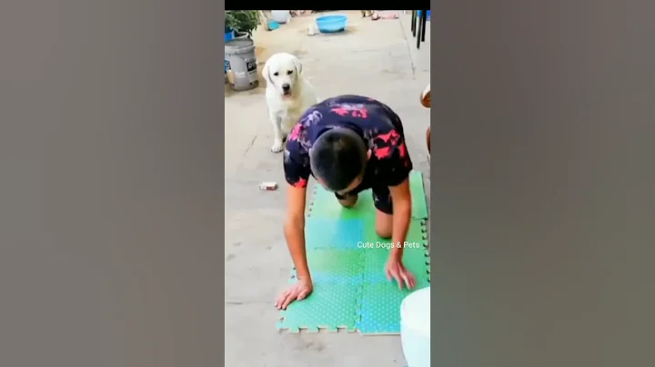 🐶 Cute Dogs 🐶 Funny Dogs |  The most crazy and funniest dogs #shorts #cats #dogs