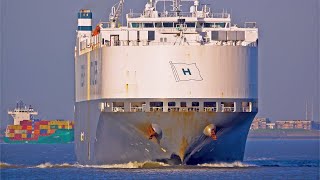 AMAZING SUNNY 4K SHIPSPOTTING ON RIVER SCHELDE DECEMBER 2023 WITH GIANT VEHICLE CARRIER by Airliners & Ships Channel 23,614 views 3 months ago 23 minutes