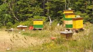 mudsongs.org: A Hived Swarm
