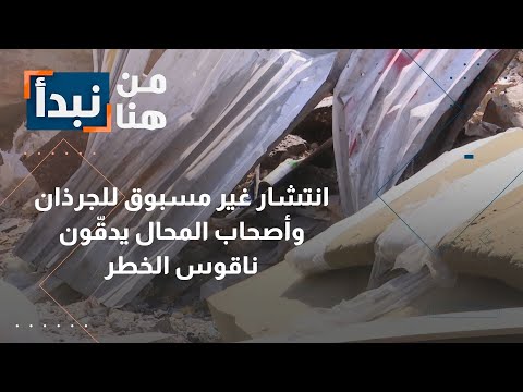 الجرذان تغزو الصويفية وتغلق أحد الشوارع وأصحاب المحال يدقون ناقوس الخطر