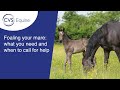 Foaling your Mare: what you need and when to call for help