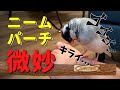 文鳥（インコ）の爪が伸びにくいって本当ですか？ニームパーチを使ってみたら...【正直レビュー】