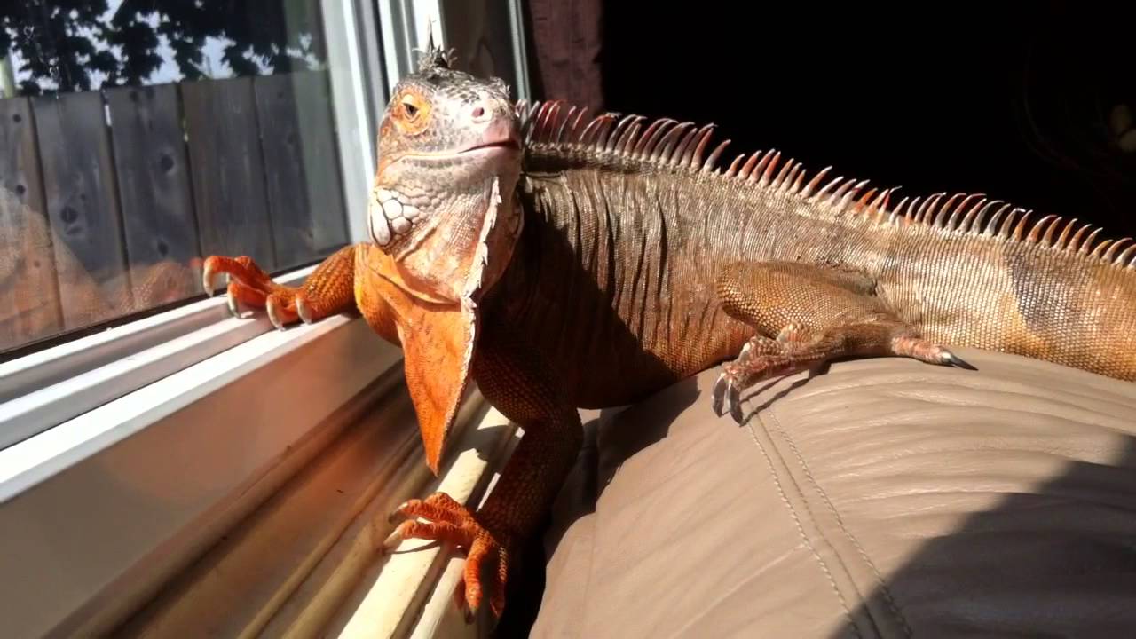 Red iguana.