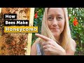 How bees make honeycomb  it might surprise you