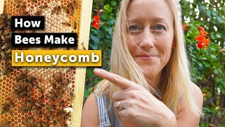 HOW BEES MAKE HONEYCOMB  It Might Surprise You!