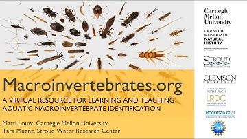 Macroinvertebrates.org: A Virtual Resource for Teaching and Learning ID